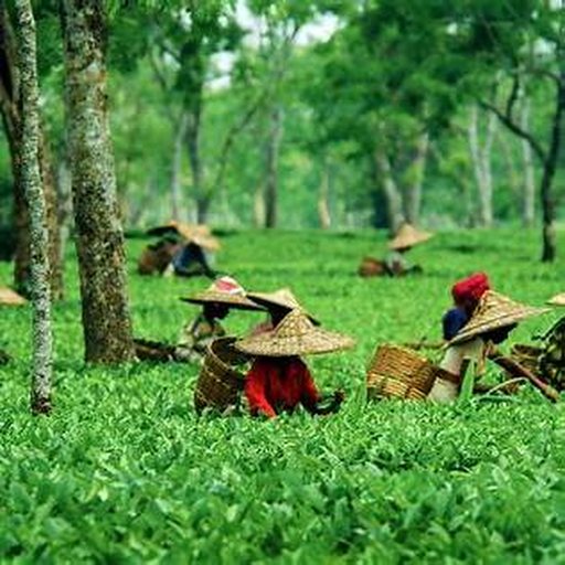 Tea workers at plantation